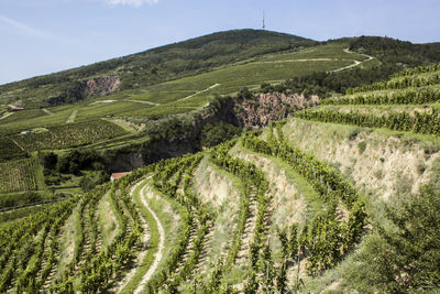 Scenic view of agricultural field against sky