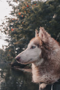 Close-up of dog looking away