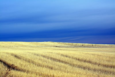 Scenic view of agricultural field against blue sky