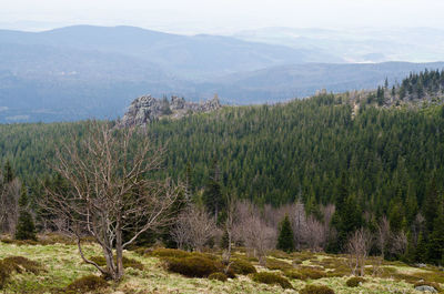 Scenic view of forest