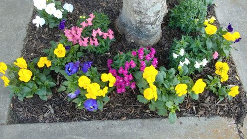 High angle view of various flowers blooming outdoors