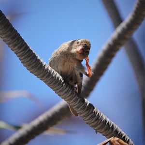 Low angle view of bird perching on cable against blue sky