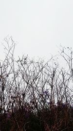 Low angle view of silhouette birds against sky