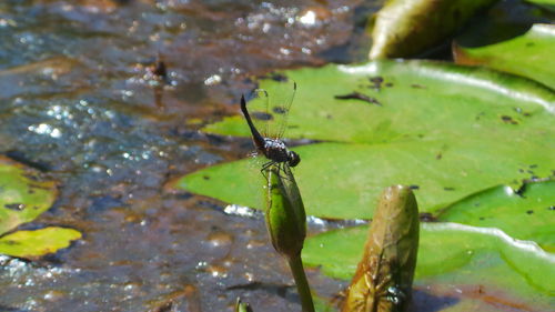 Close-up of insect on water