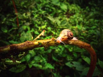 Close-up of insect on plant in forest