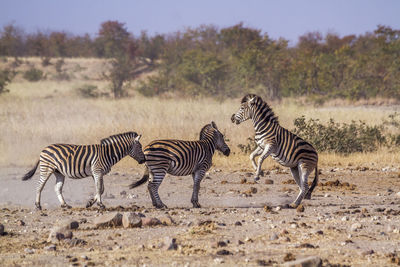 Zebras on land