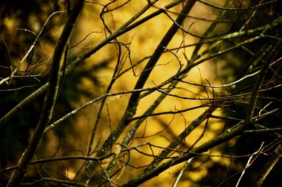 Close-up of dry leaves on branch