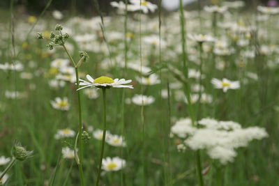 Close-up of white flowering plant on field