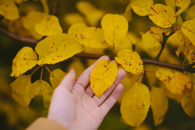 Close-up of hand holding yellow fruit