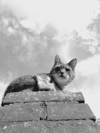 Low angle view of cat