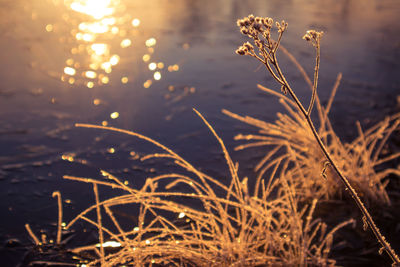 Beautiful winter scenery with a small plants frozen in the pond. 