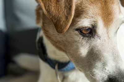 Close-up of jack russell terrier