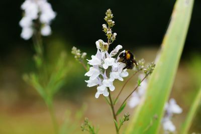 High angle view of bumblebee on white flowers