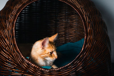 Close-up of a ginger norwegian forest cat in basket