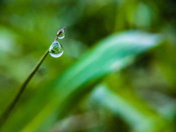 Close-up of water drops on leaf