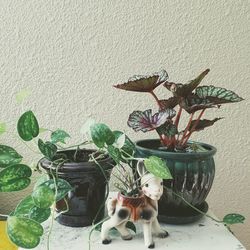 Close-up high angle view of bird