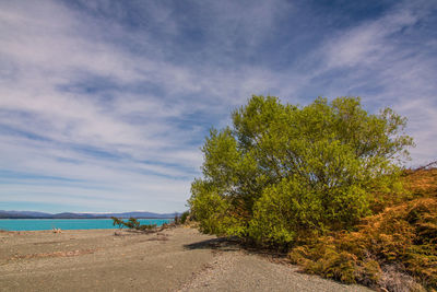 Trees on beach against sky