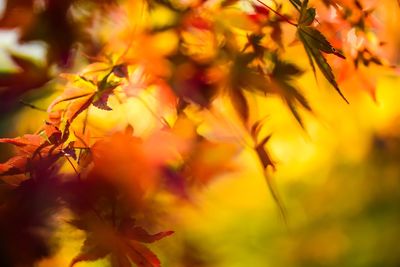 Close-up of yellow maple leaves