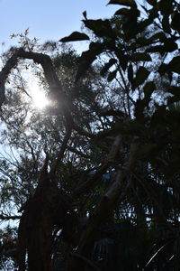 Low angle view of trees against sky