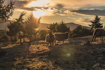 Horses in a field