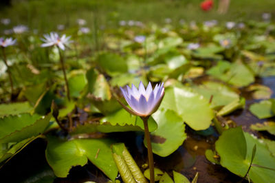 Close-up of lotus water lily in pond