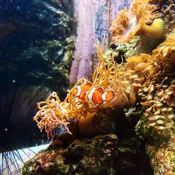 Underwater view of sea