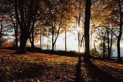 Trees on field during autumn