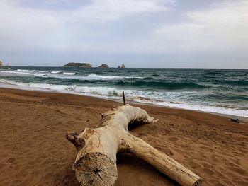 Driftwood on beach against sky