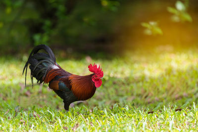 Close-up of rooster on field