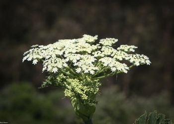 Close-up of white flowers