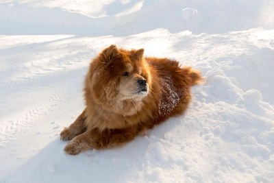 Beautiful red chow chow looking back while lying down in pristine fresh snow in the early morning