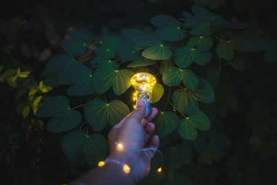 Close-up of hand holding illuminated light bulb against plant