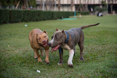 Pitbull terria and american bully on field