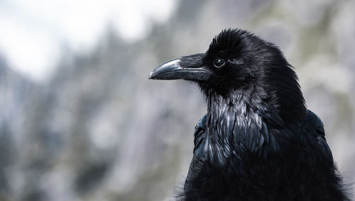 Close-up of a bird looking away