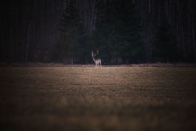 Rear view of man standing on field