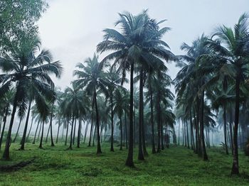 Palm trees on field against sky