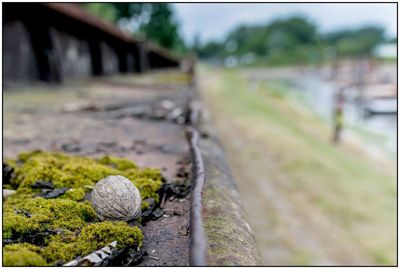 Close-up of moss on railroad track