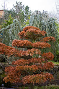 Red flowers on tree in garden