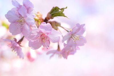 Close-up of pink flowers blooming on tree