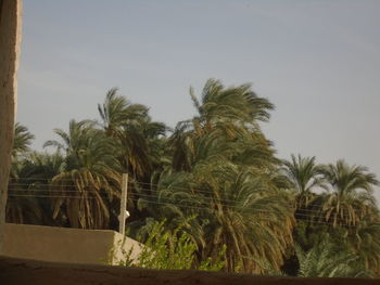 Low angle view of coconut palm trees against sky