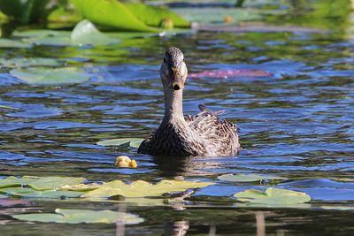 Duck swimming in lake