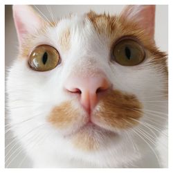 Close-up portrait of a cat