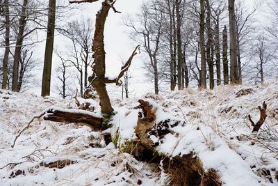 Bare trees on snow covered field during winter