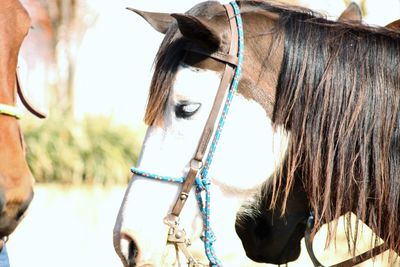 Close-up of horse