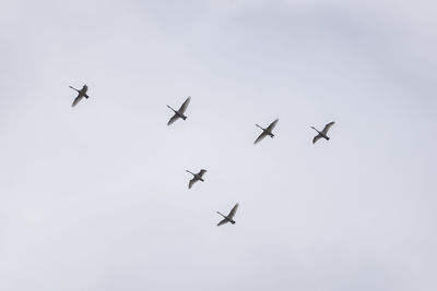 Whooper swans, cygnus cygnus flying in the sky. first migratory birds.