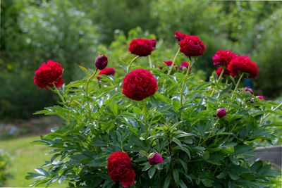 Red peony albiflora x paeonia officinalis command performance in the garden, macro photo