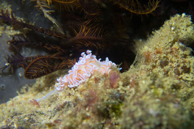 Close-up of jellyfish in sea