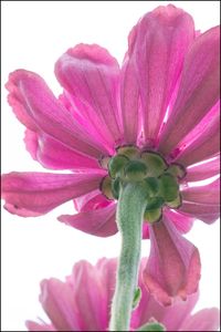 Close-up of pink flower blooming outdoors