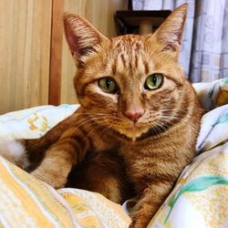 Close-up portrait of cat sitting on bed at home