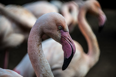 Close-up of bird